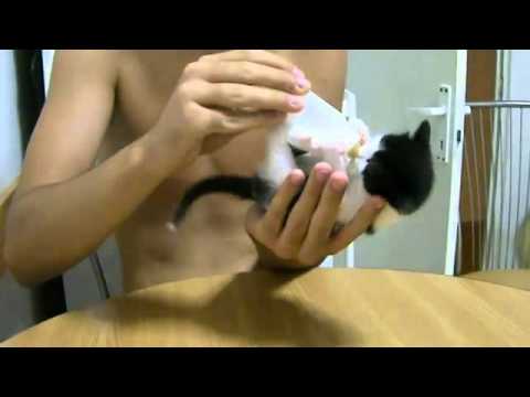 This kitten LOOOVES milk   Funny Cat Videos   Daily Vine 2014