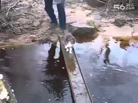 7 cat,funny cat animals,funny clips animals funny video video,funny