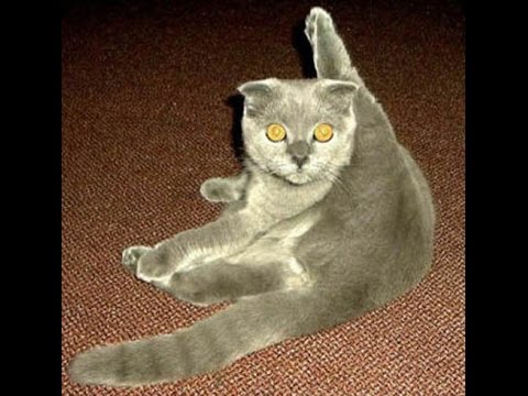 EPIC FUNNY CAT fighting with…/ Сумасшедший кот