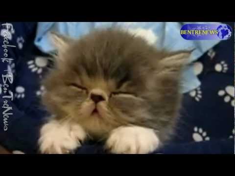 So Funny Cat kute =D MÈO MẶT NGẦU =((