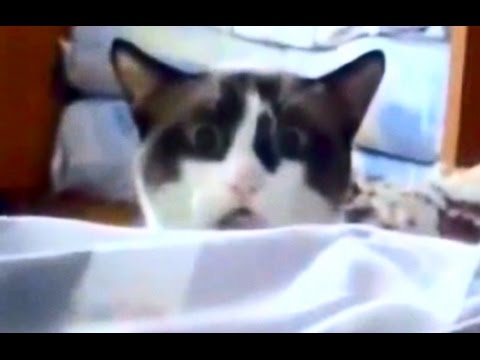 Funny cat videos compilation 2015 Part 6