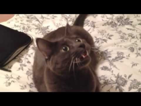 Cat Chattering – Funny Cat Video – Red Laser