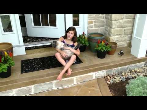 Funny cat video – The Chronicles of Kat – Episode One – Cat, car, truck or airplane.