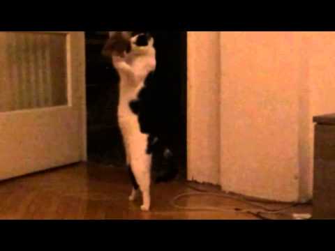 My funny cat