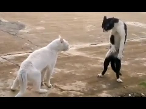 Funny Cat Compilation 2014 – So Funny !