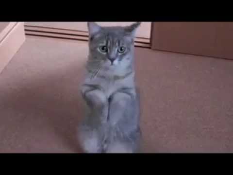 Funny Cat Videos: Funny Cat Want to Shake Hands With You