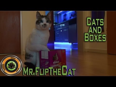 a funny cat and a box