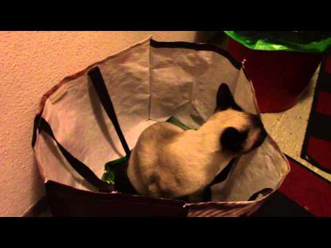 Süße Siamkatze in der Einkaufstasche Amazing Siamese cat in the shopping bag