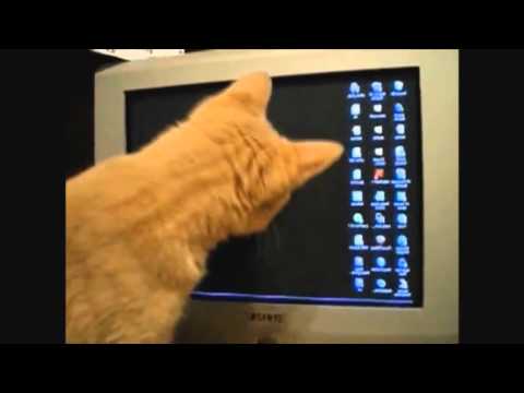 Funny cats. Mom-Cat and Kittens are diving in a Gift Box [lol]