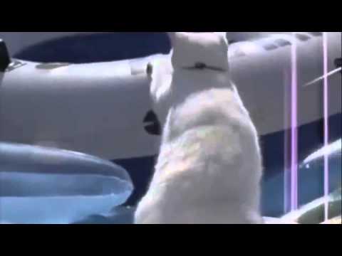 Funny Cat Video – Cats that are funny 1