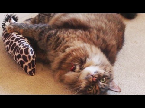 Cassie Playing with Cat Toy Kickeroo. Cat Bunny Kicking. Funny Cat toy Review