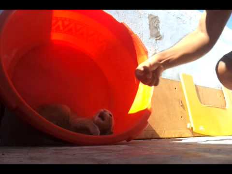 Funny Angry CAT