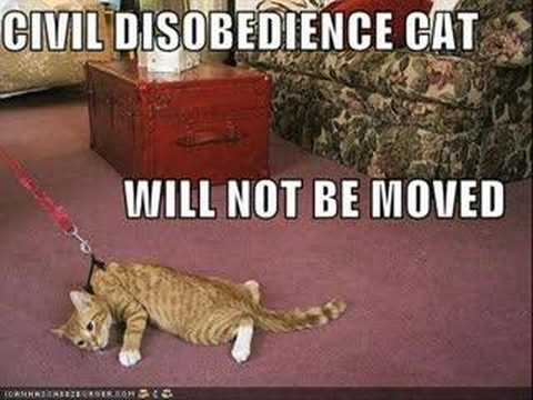 Funny Cat Montage 4!!