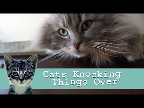 “Cats Knocking Things Over” : Funny Cat Video