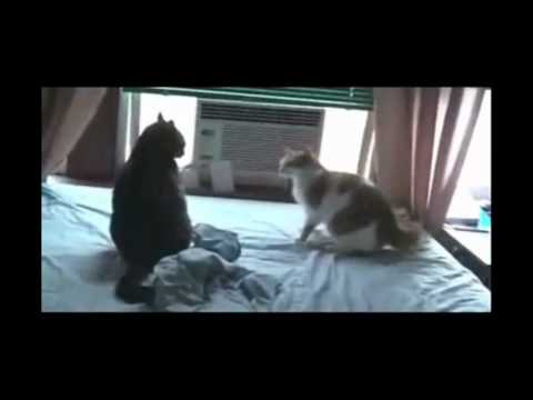 FUNNY CAT FIGHT
