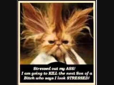 Extremely Funny Cat Quotes