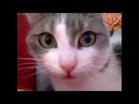 Funny cat