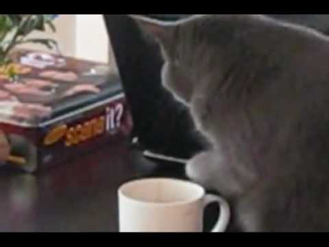 Funny – Cat Coffee Thief – watch until the end!!!