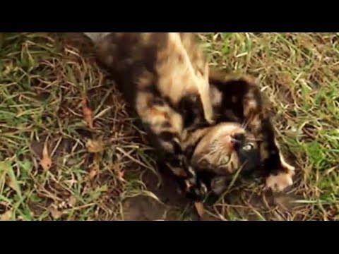 Fluffy Kitten Is Confused –  cat costume – cat videos!