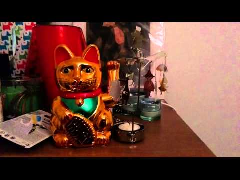 Funny cat video
