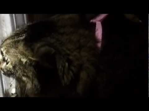 funny cat spazzing out and making lots of noise