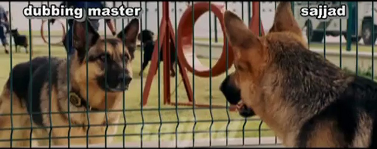 Dogs funny Punjabi ConversatiOn.. Dont Miss These 55 Seconds. =D
