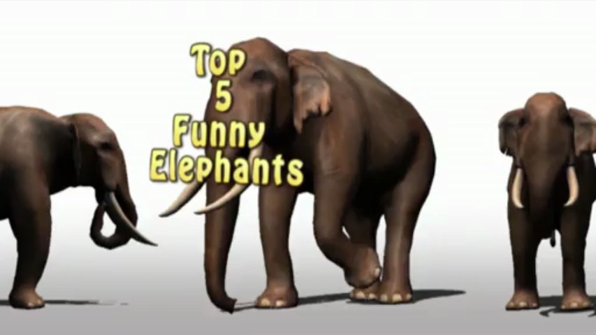 Funny Animals : Best of ELEPHANTS