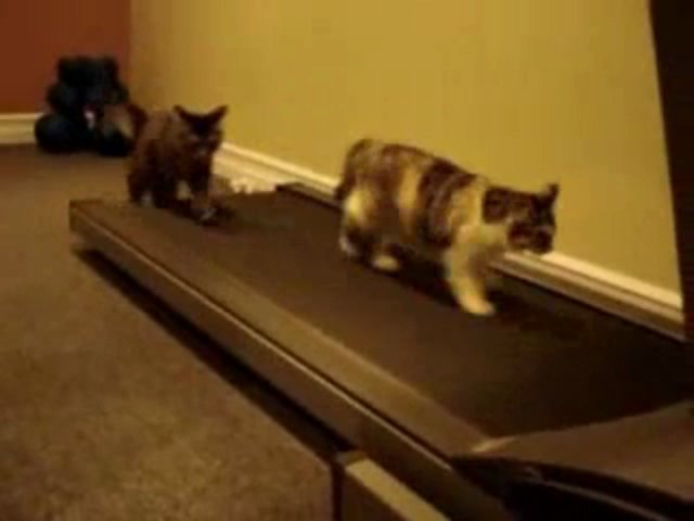 Cats on Treadmill – Funny Videos