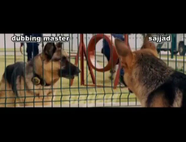 Funny Dogs Taking In Punjabi Tota