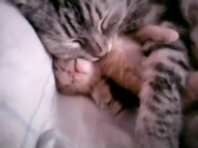 Mother Cat Hugs Baby Kitten – Funny Videos at Fully :)(: Silly