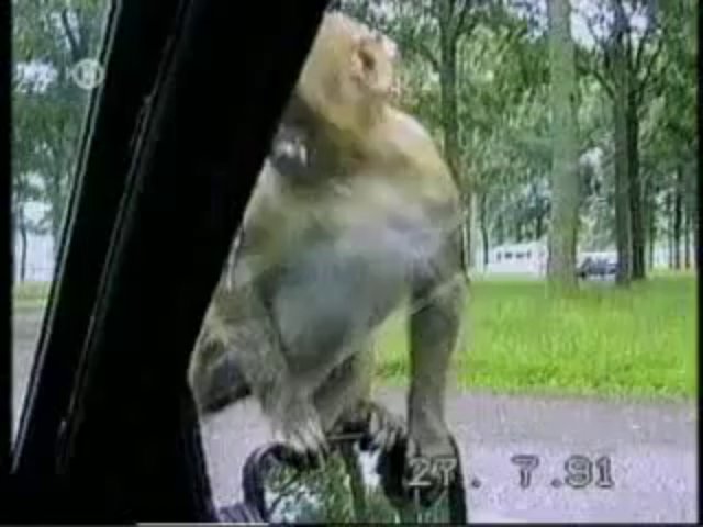 Funny Animals