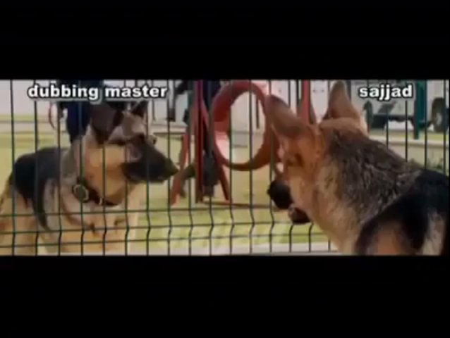 Punjabi Totay  Funny Conversation between Dogs