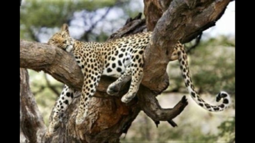 Funny Photos of Tired Animals