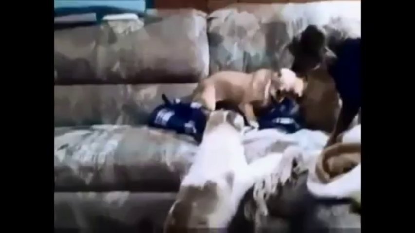 Cats vs Dogs Funny