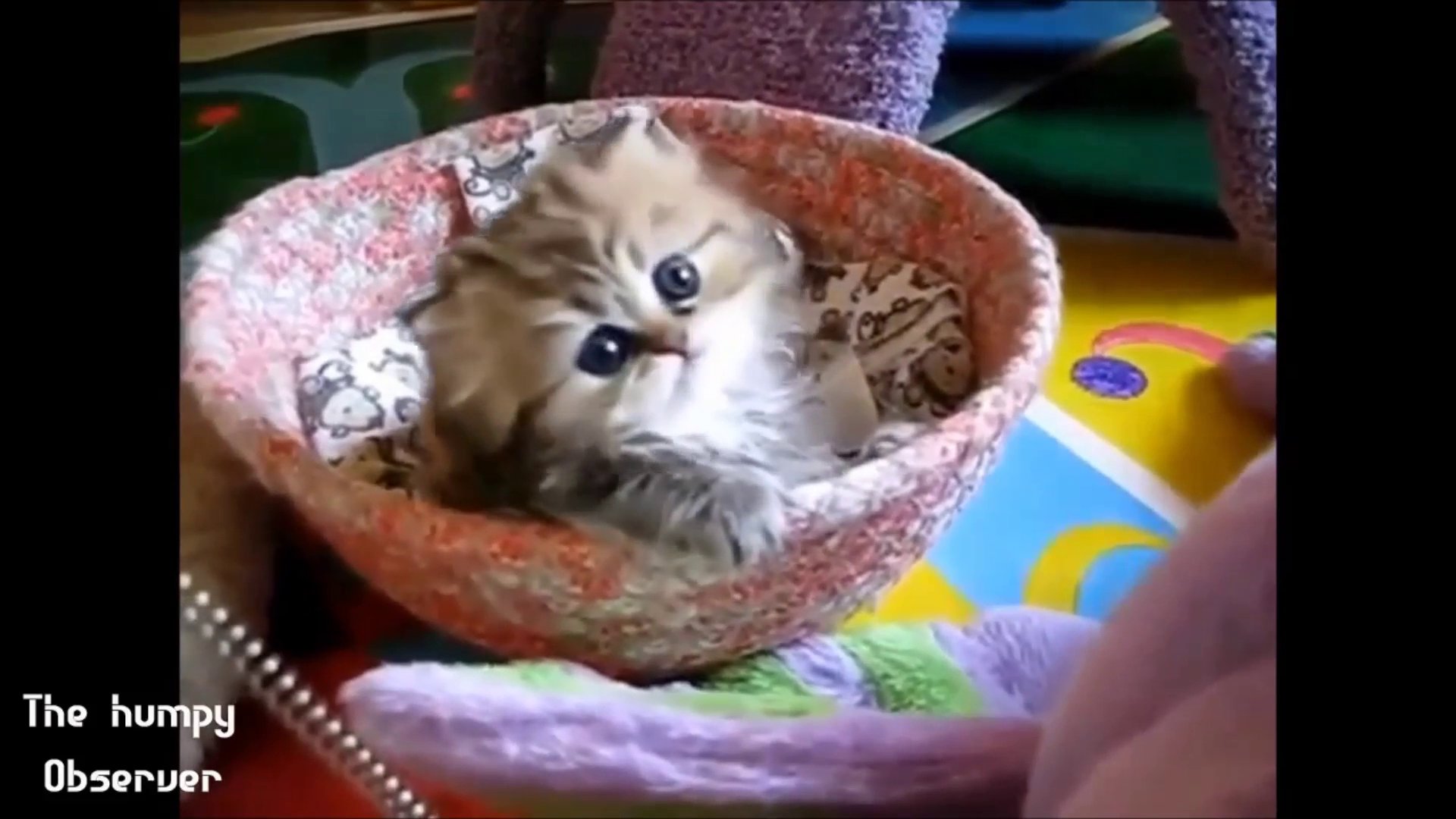 Most funny animals ever – Cutest funny animals 2014