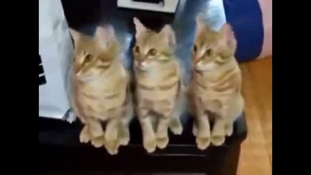 Cat on other animals…must watch this funny video