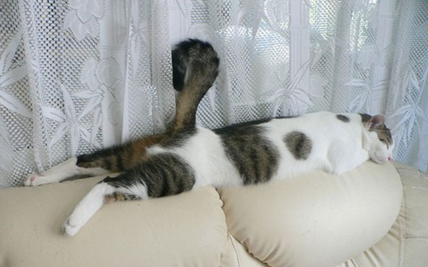 FUNNY CATS SLEEPING