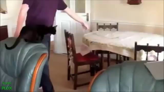 FUNNY VIDEOS 2014 – STUPID CATS IN THE WORLD (VERY FUNNY)