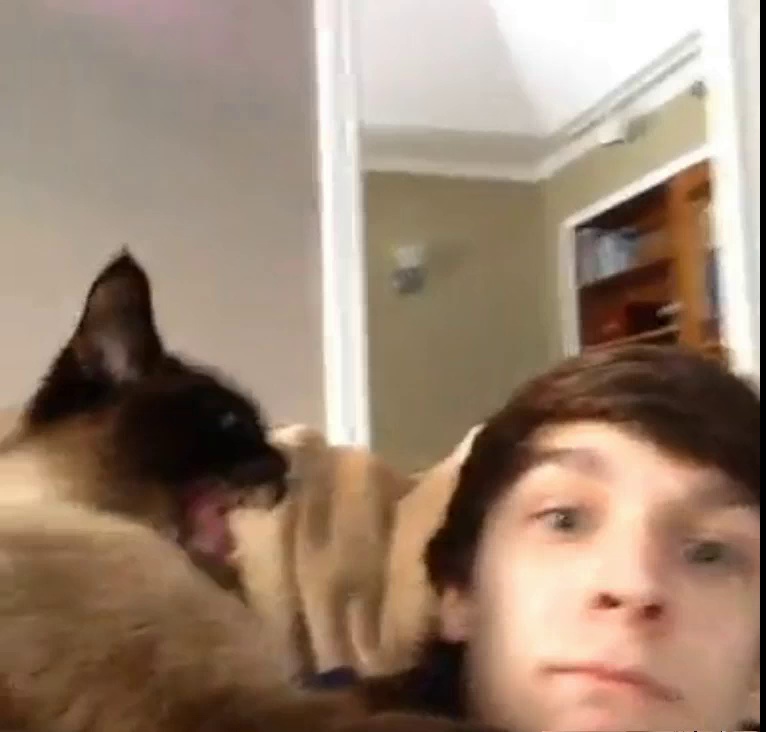 Angry Cat Attacks – Funny Vines – Funny Vines VIdeos