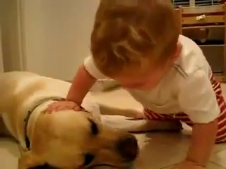 Funny videos of babies – funny pranks – funny animals