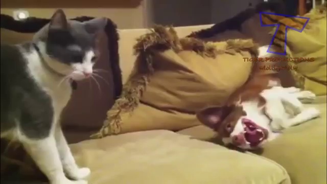 Dogs and cats meeting for the first time – Cute and funny dog & cat