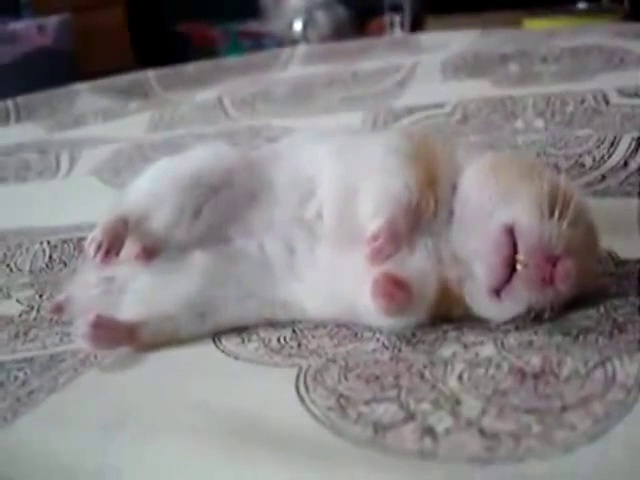 Super cute sleep talking hamster – FUNNY CUTE ANIMALS VIDEOS