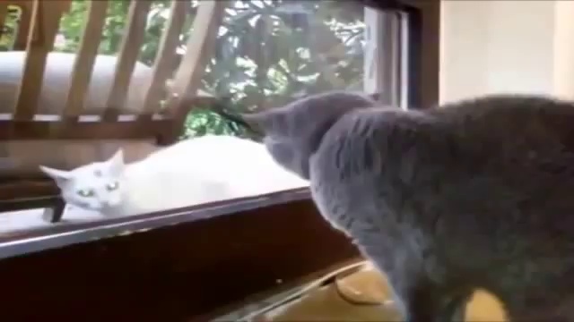 funny fails, funny cat and dog, funny new 2014