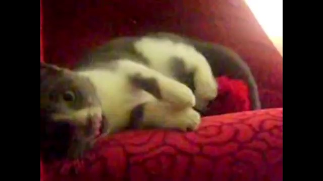 Funny Cats Compilation – Funny Cat Videos Ever- Funny Videos – Funny Animals – Funny Animal Videos 2