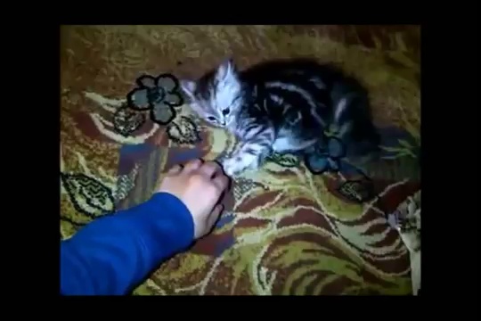 Funny Cats Compilation – Funny Cat Videos Ever- Funny Videos – Funny Animals – Funny Animal Videos 9