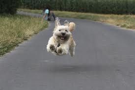 Try not to laugh. Best Animals Fail & Wins Compilation Ever !! Funny Hahahah !!