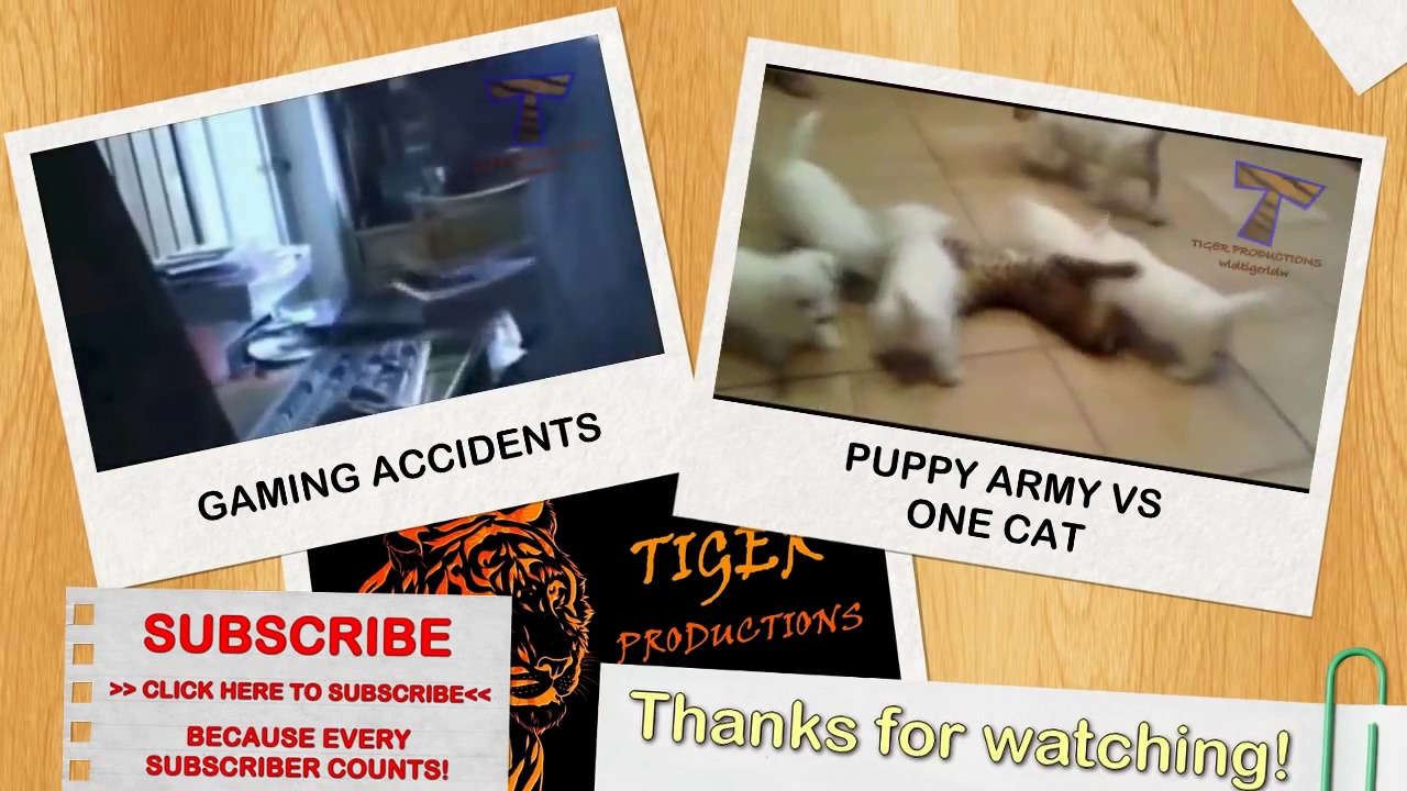 Dogs begging for more and more petting – Funny dog compilation