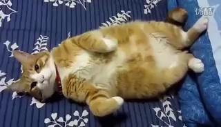 funny cats,funny animals,funny video,cute kittens,kittens,cats,funny cat videos