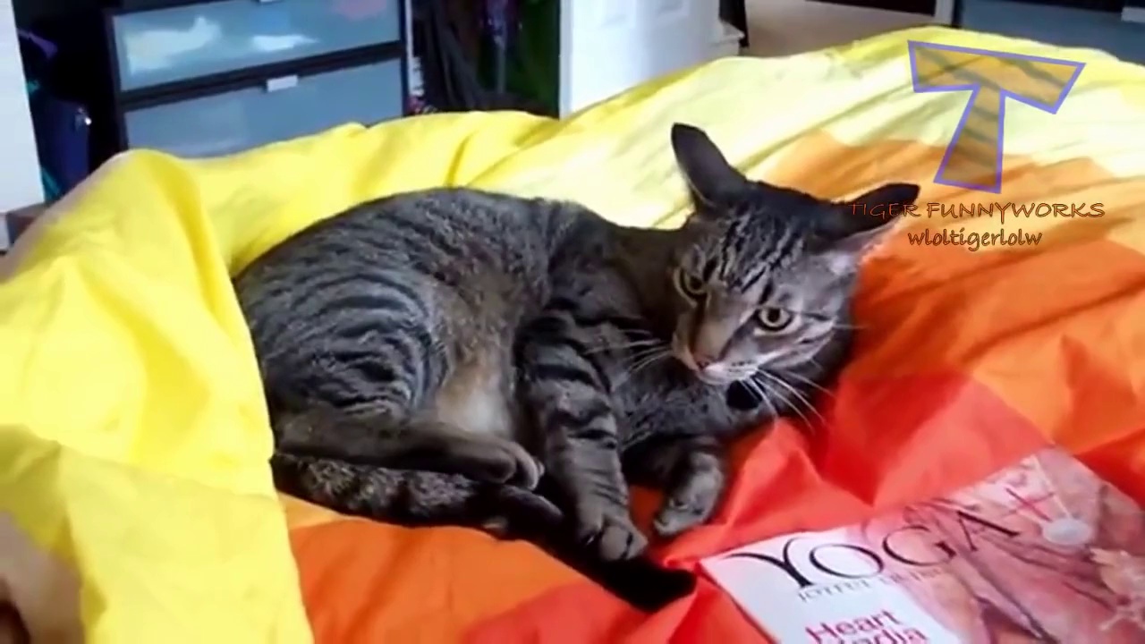 Cats and dogs chasing tails – Funny and cute animal compilation