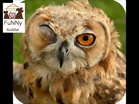 Top 10 Funny Animals. Funny Animal Pictures. Dogs Funny Clips. Comedy Fails & Bloopers